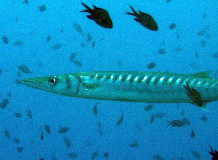 Sphyraena viridensis a Portofino